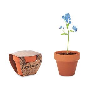GiftRetail MO6146 - FORGET ME NOT Terracotta-Topf Vergissmeinnich